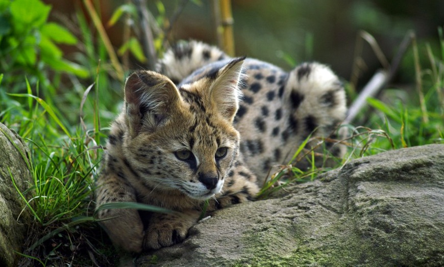 Image 9: Entradas al Zoo de Lillo para 2 adultos, 2 adultos y 1 niño o 2 niños