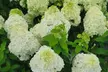 Limelight or Pinky Winky Hydrangea Trees - Large, Beautiful, Show-Stopping Blooms, Outdoor Live Plants, Free Shipping (Up to 24% Off) - Second Medium