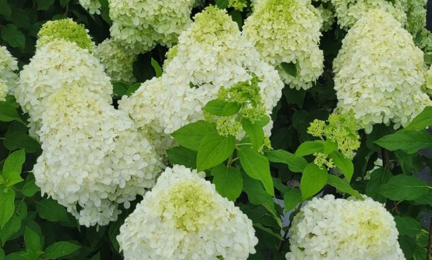 Image 2: Hydrangea Trees - Limelight and Pinky Winky with Free Shipping (Up to 15% Off)