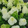 Image 2: Hydrangea Trees - Limelight and Pinky Winky with Free Shipping (Up to 24% Off)