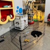 Image 8: Full Grooming for Cats and Dogs to Keep Them Pampered!