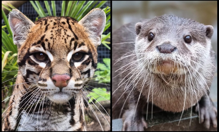 Image 7: Entry to Hemsley Conservation Centre + Capybara or Sloth Adoption Pack