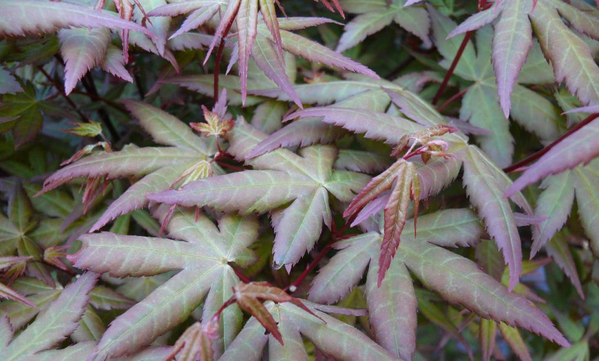 Image 24: Mixed Japanese Acer Palmatum Potted Plants
