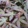 Image 24: Mixed Japanese Acer Palmatum Potted Plants