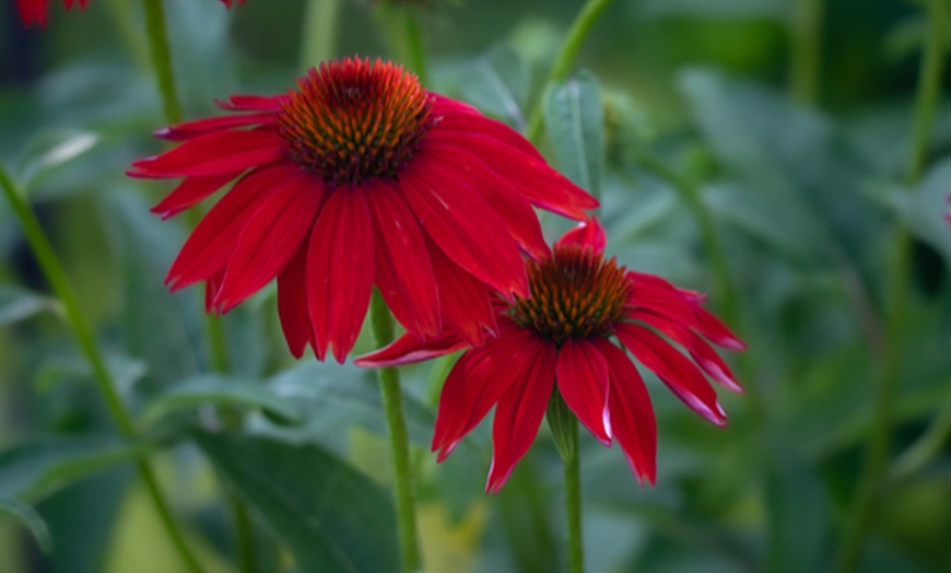 Image 3: Scented Echinacea 'Lakota Red' - 1, 3 or 5 Potted Plants
