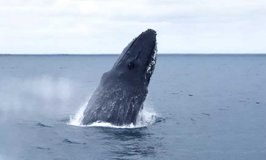 Image 7: Whale Watching Cruise at Augusta / Busselton / Dunsborough
