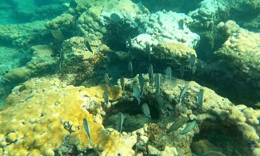 Image 7: Guided Snorkeling Adventure in Fort Lauderdale’s Crystal-Clear Waters