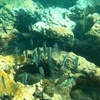Image 7: Guided Snorkeling Adventure in Fort Lauderdale’s Crystal-Clear Waters