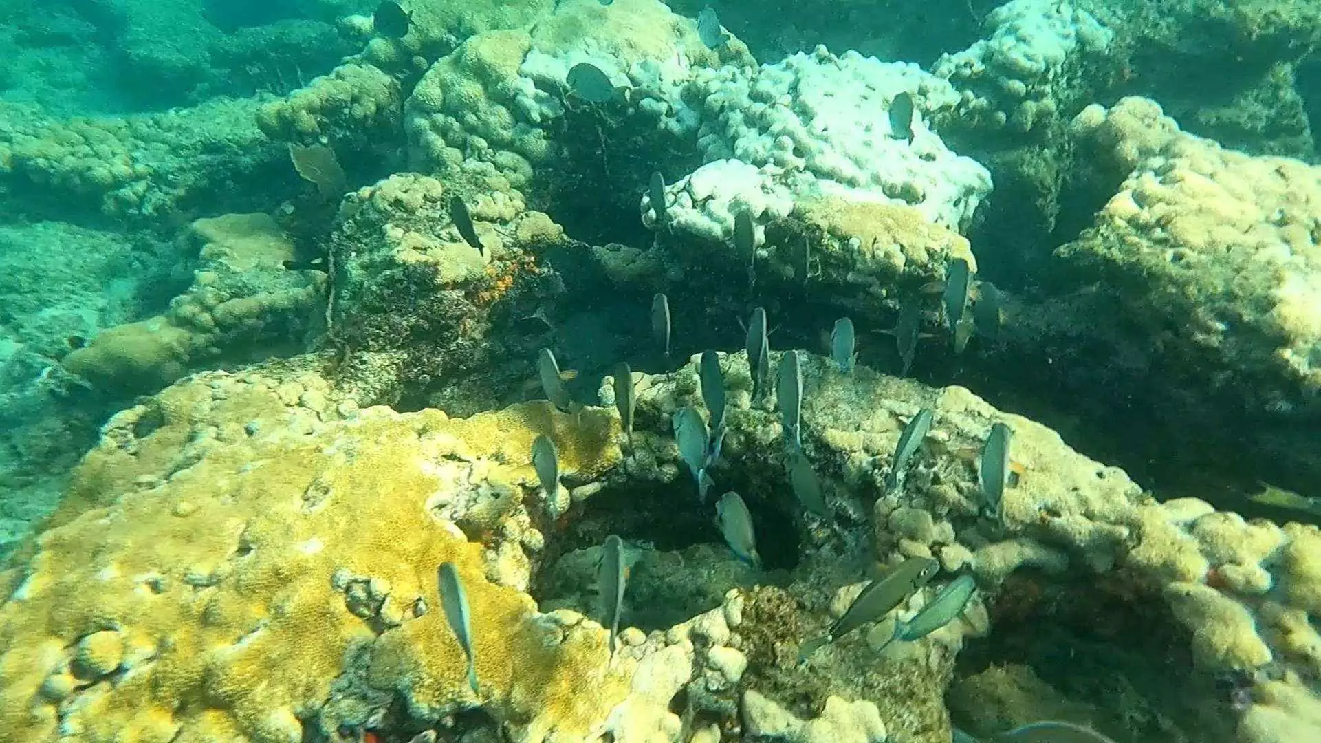 Guided Snorkeling Adventure in Fort Lauderdale’s Crystal-Clear Waters