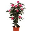 Image 11: 1 ou 2 arbustes de camélia du Japon XL de Gardenzo