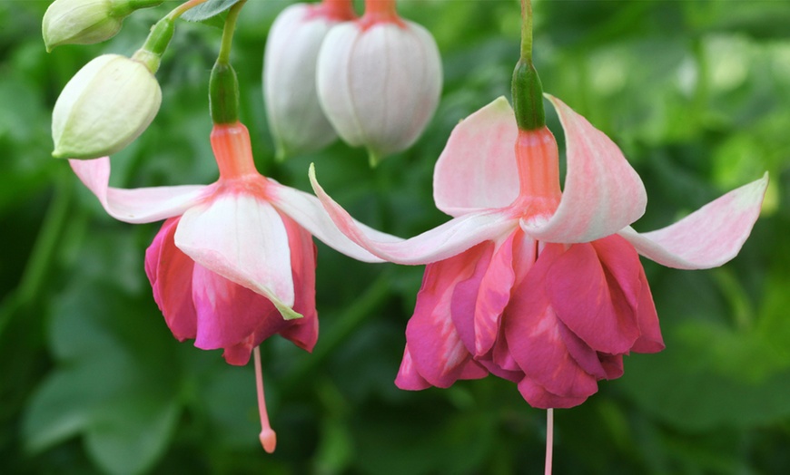Image 15: Up to 100 Fuchsia Giant Mixed Collection Plants