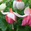 Image 15: Up to 100 Fuchsia Giant Mixed Collection Plants