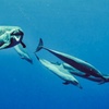 Image 12: AʻO HAWAIʻI - Swim with Dolphin at Indigo Ocean Hawaii 