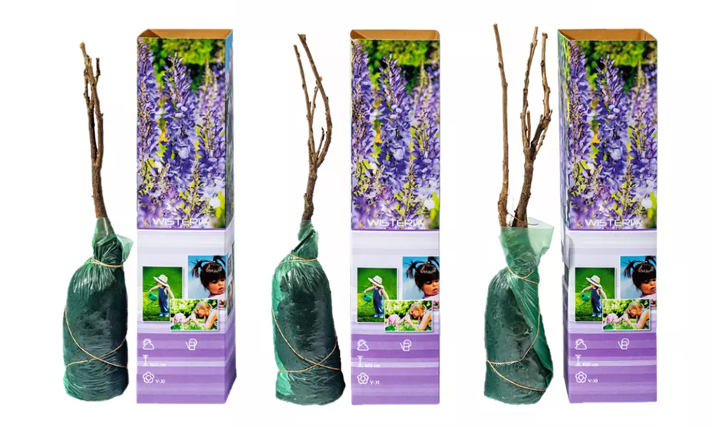 Set da 3 o 6 piante di glicine