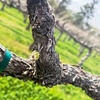 Image 7: Wine Tasting Experience w/ Personal Charcuteries for Up to 4 and More