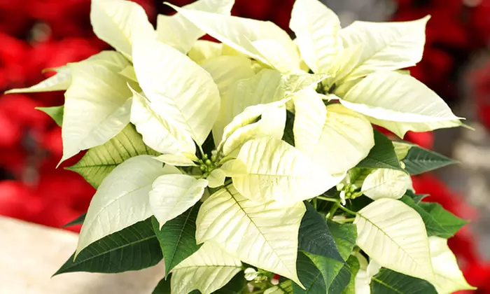 3x oder 6x Weihnachtsstern