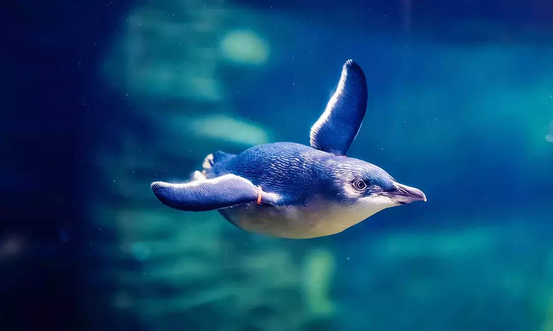 Discover the Wonder of the Ocean at Birch Aquarium