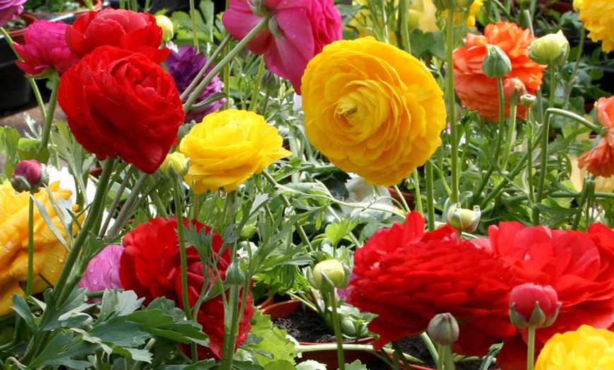 Image 7: 25 or 50 Ranunculus Spring Flowering Bulbs