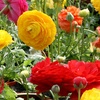 Image 7: 25 or 50 Ranunculus Spring Flowering Bulbs