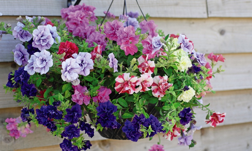 Image 3: Summer Flowering Petunia Plants - Frenzy or Fragrant Frills and Spills