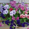 Image 3: Summer Flowering Petunia Plants - Frenzy or Fragrant Frills and Spills