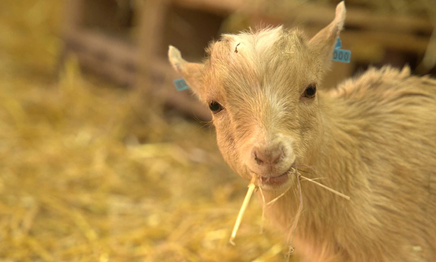 Image 13: Otterspool Family Adventure Park Welcomes Up to 6 Guests 