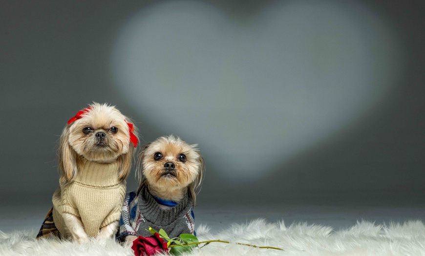 Image 2: Create Lasting Memories with 15 or 45-Minute Fur Baby Mini Shoot
