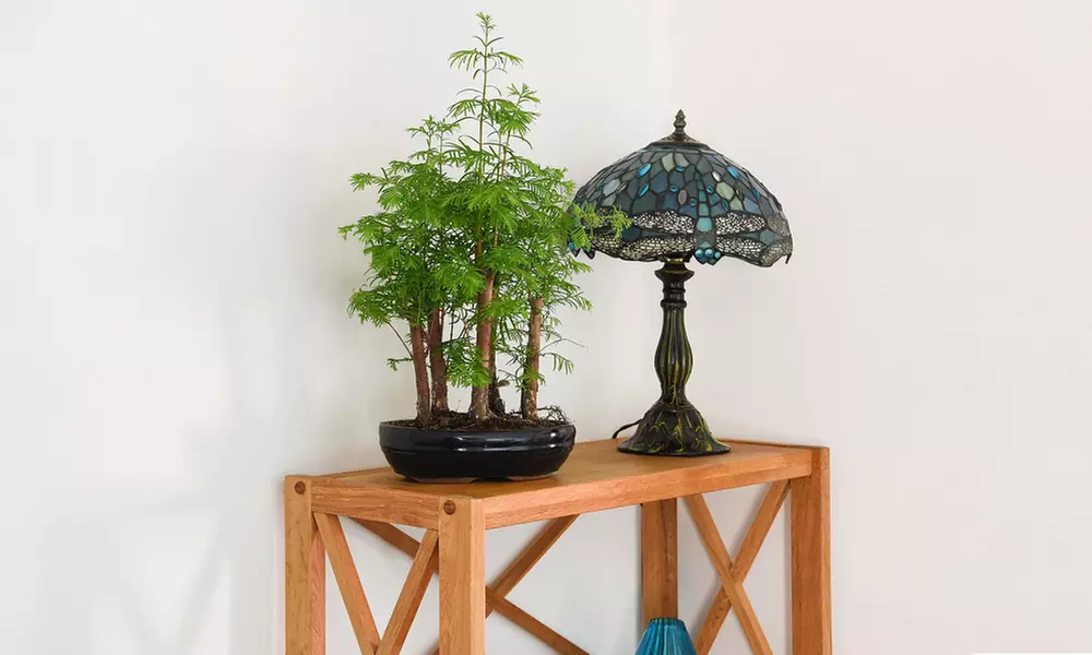 Bonsai Metasequoia Forest in Ceramic Pot - 1 or 2 Plants