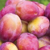 Image 1: Plum 'Victoria' Tree - Garden Variety