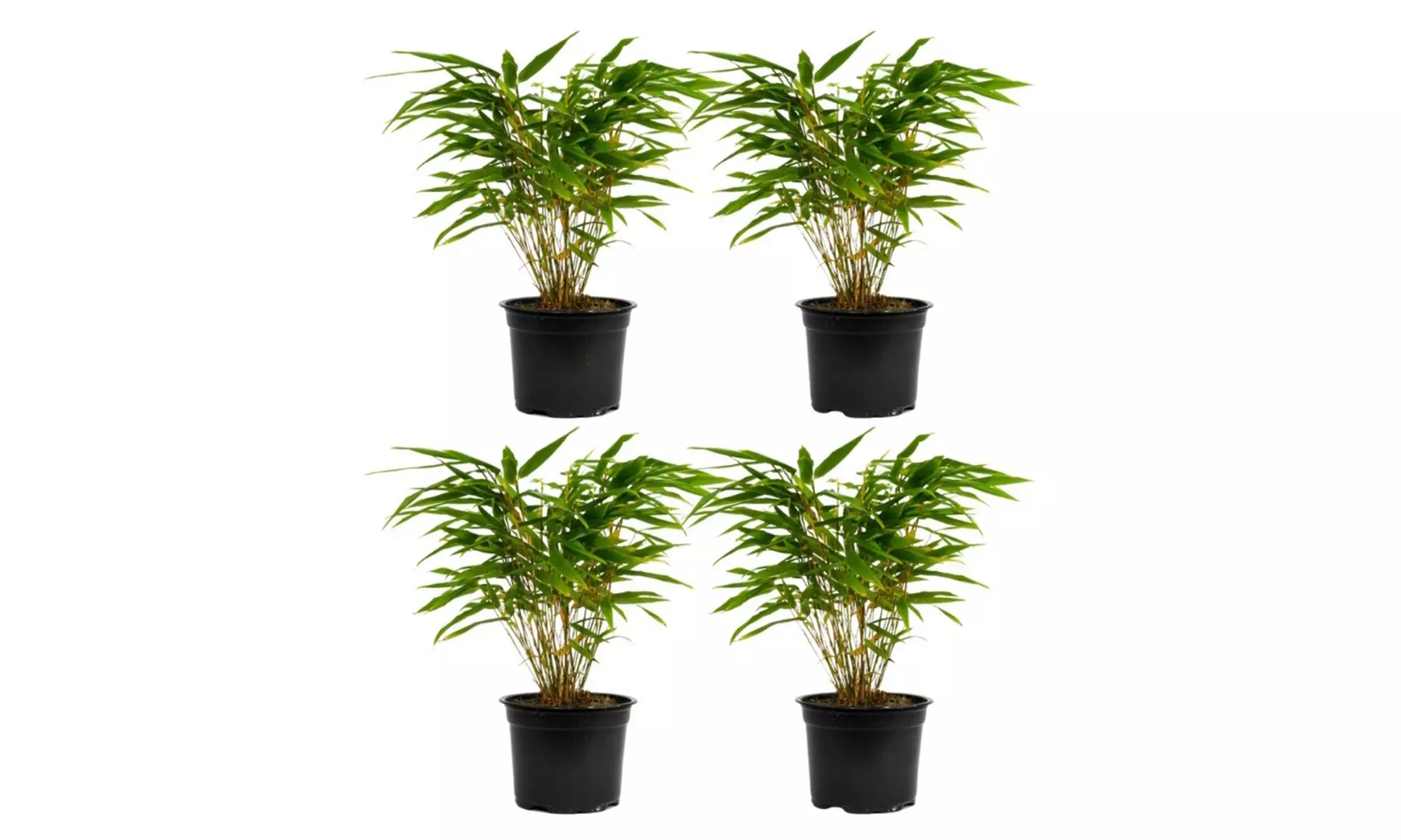 1x oder 2x oder 4x Bambus-Pflanze „Fargesia"