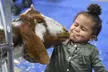 Novi Pet Expo: Michigan's Largest Pet Celebration, Up to 33% Off - Second Medium
