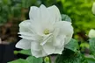 Mock Orange - Philadelphus 'Pearls of Perfume' or 'Belle Etoile' – 1 or 3 Potted Plants - Second Medium