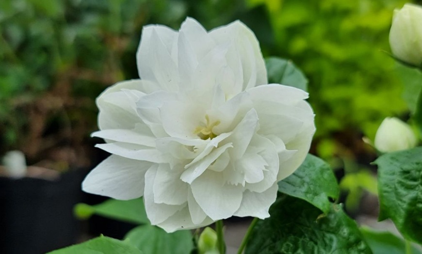 Image 7: Mock Orange Philadelphus 'Pearls of Perfume' 1 or 3 Potted Plants