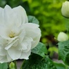 Image 7: Mock Orange Philadelphus 'Pearls of Perfume' 1 or 3 Potted Plants