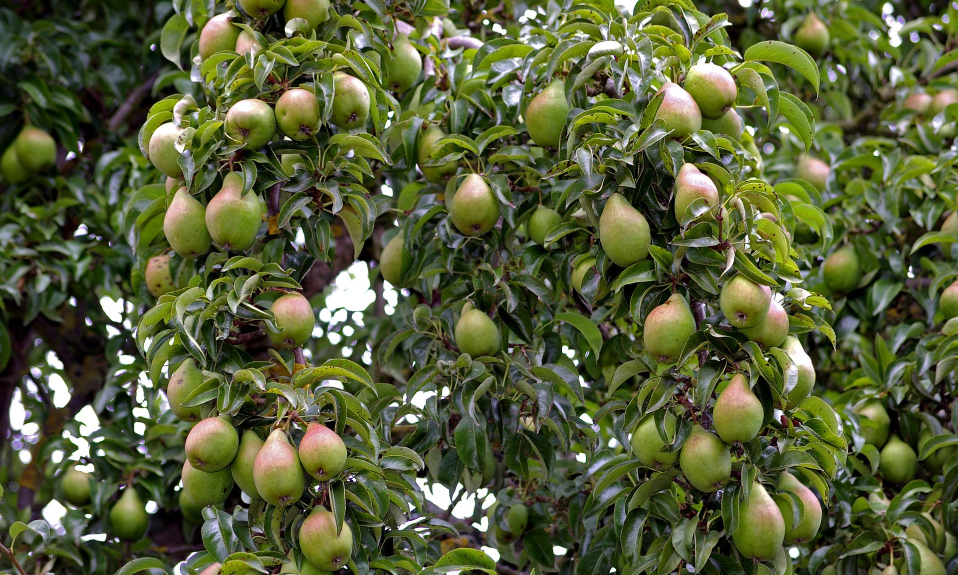 Set di 2 alberi da frutto a colonna (85–100 cm), Gardenzo