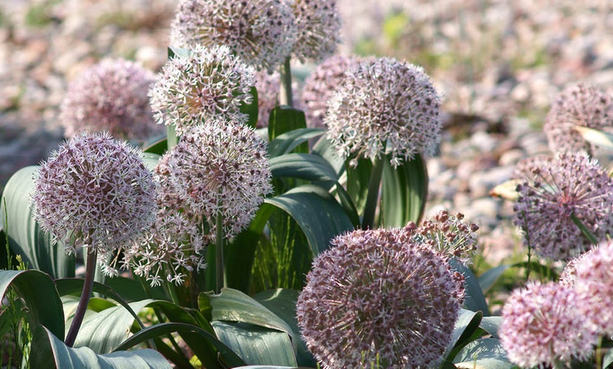 Image 2: 10- or 20-Bulbs of Allium 'Big Impact' Mixed Spring Flowering Bulbs