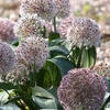 Image 2: 10- or 20-Bulbs of Allium 'Big Impact' Mixed Spring Flowering Bulbs