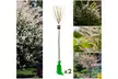 1, 2 of 4Salix integra 'Hakuro Nishiki' XXL boompjes voor in de tuin - Image 2