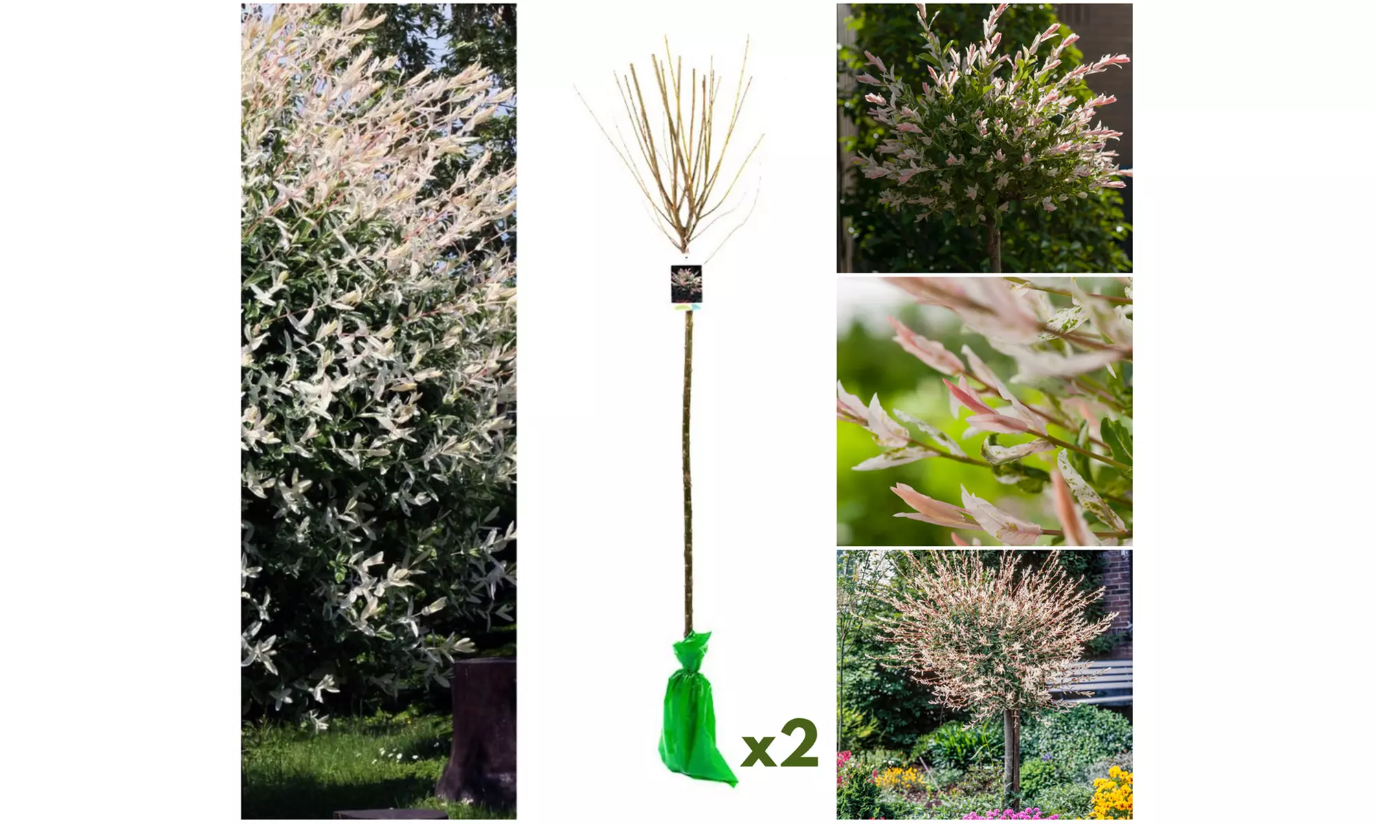 1, 2 of 4 Salix integra 'Hakuro Nishiki' XXL boompjes