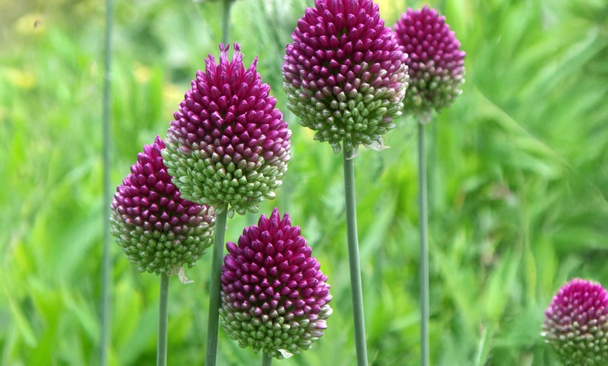 Image 1: 100 or 200 Allium Sphaerocephalon Bulbs; Summer-Blooming Flowers