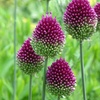 Image 1: 100 or 200 Allium Sphaerocephalon Bulbs; Summer-Blooming Flowers