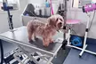 Complete Grooming For Every Dog Size, From Small To XXL, Including All Doodle And Poodle Breeds (Up to 43% Off) - Second Medium