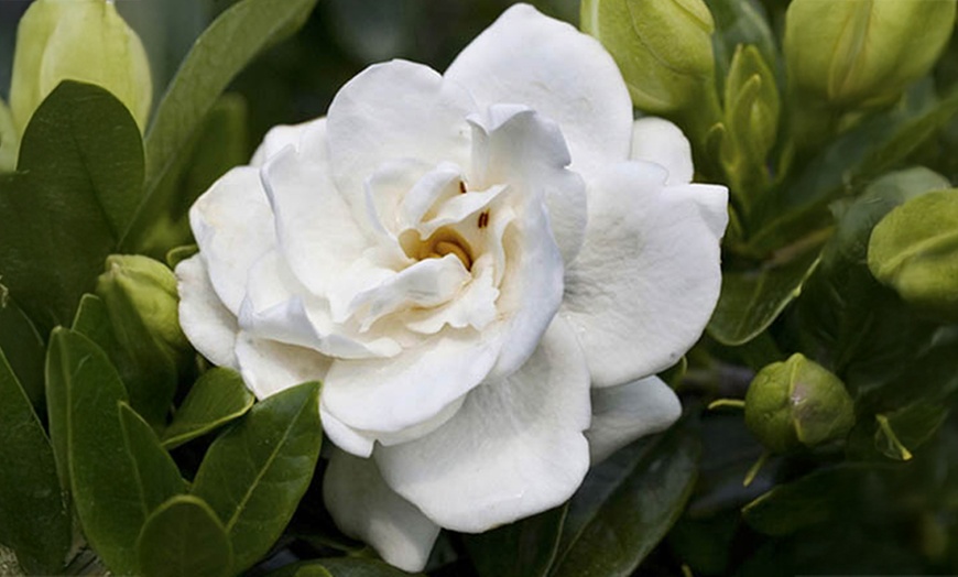 Image 2: Three Packs of Gardenia Collection, Established Plants in 9cm Pots