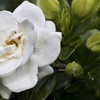 Image 2: Three Packs of Gardenia Collection, Established Plants in 9cm Pots
