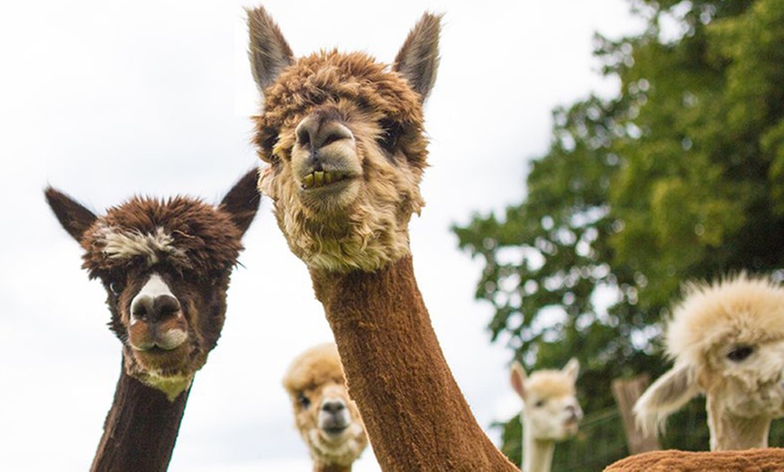 Image 5: Bis zu 3 Std. Alpaka-Wanderung für 2 Personen oder 1 Familie