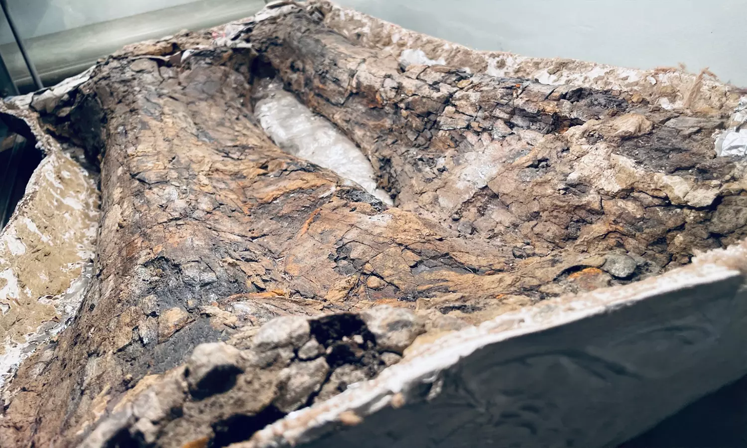 Explore Fossils: Adult & Child Entry Tickets w/ Activities+Shark Tooth