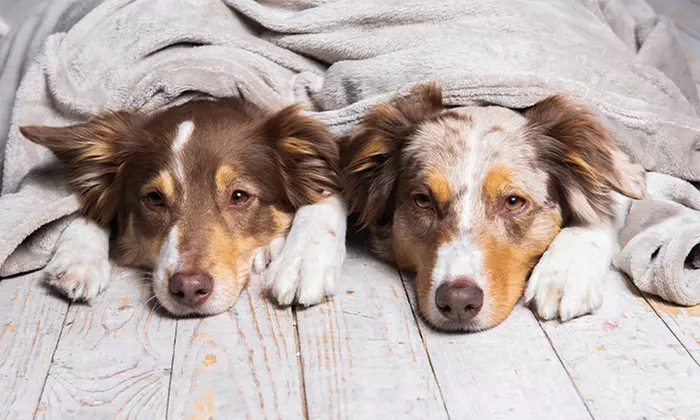 60 Min. studioline PHOTOGRAPHY Fotoshooting Erlebnis + Goldcard