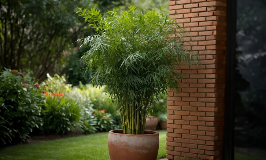 Image 1: Rootz Six Pieces of Green Bamboo Fargesia Rufa