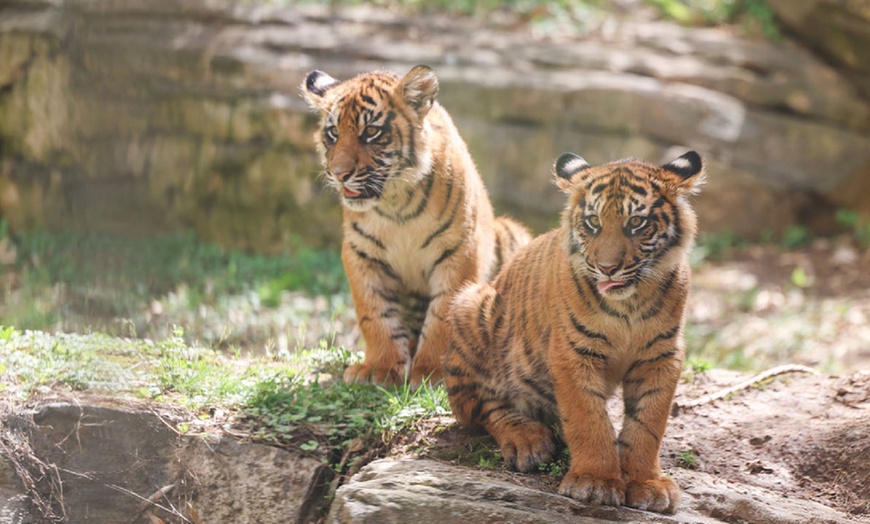 Image 5: GetOutPass Tennessee with Admission to 25+ Iconic Attractions