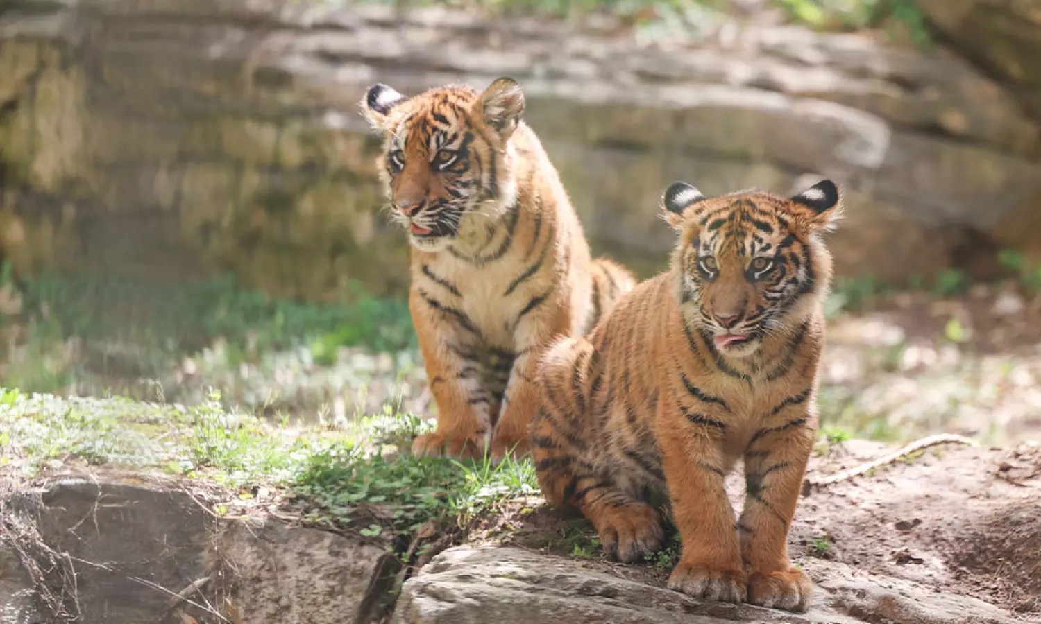 GetOutPass Tennessee with Admission to 25+ Iconic Attractions